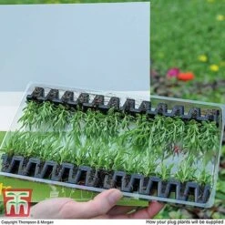 Summer Garden Plant Collection 11 Summer Garden Plant Collection -Perfect Greenery MSE offer plant size