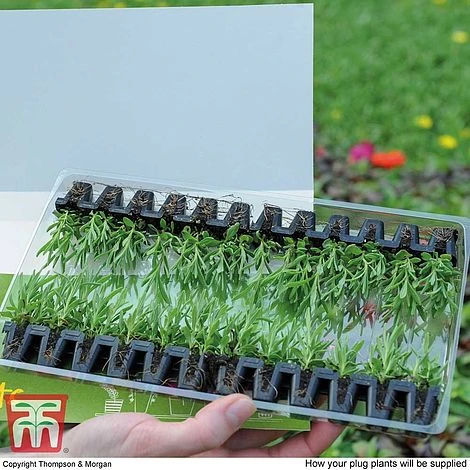 Summer Garden Plant Collection 7 Summer Garden Plant Collection - Image 5