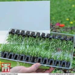 Nurserymans Choice Bedding Mix + 100g Incredibloom® + Nurserymans Choice Flower Seeds -Perfect Greenery MSE offer plant size1