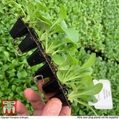 Summer Garden Plant Collection 10 Summer Garden Plant Collection -Perfect Greenery MSE offer plant size2