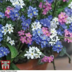 Forget-Me-Not Mixed -Perfect Greenery MYOS TKA7245 C