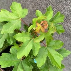 Field Maple Tree (Acer Campestre) Grown By Cotswold Trees -Perfect Greenery Maple Leaves