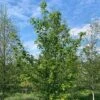 Field Maple Tree (Acer Campestre) Grown By Cotswold Trees 1 Field Maple Tree (Acer Campestre) Grown By Cotswold Trees -Perfect Greenery Maple Tree