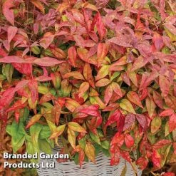Evergreen Patio Shrub Collection -Perfect Greenery NAND BLUSHPINK S08545