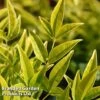 Nandina Domestica 'Brightlight' -Perfect Greenery NAND BRIGHTLIG L30385