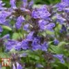 Nepeta 'Neptune' -Perfect Greenery NEPE KA9170 A