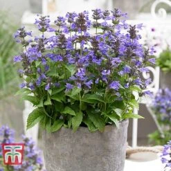 Nepeta 'Neptune' -Perfect Greenery NEPE KA9170 B