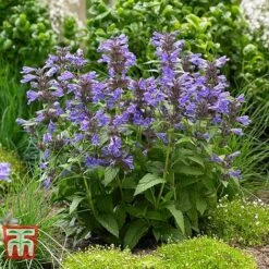 Nepeta 'Neptune' -Perfect Greenery NEPE KA9170 C