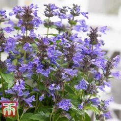 Nepeta 'Neptune' -Perfect Greenery NEPE KA9170 D