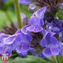 Nepeta 'Neptune' -Perfect Greenery NEPE KA9170 E