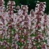 Nepeta Nervosa 'Pink Candy' -Perfect Greenery NEPE T64446 A h