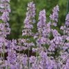 Nepeta 'Six Hills Giant' -Perfect Greenery NEPE T64448 A h