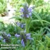 Nepeta Nervosa -Perfect Greenery NEPE NERVOSA1