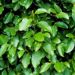 Griselinia Littoralis (Hedging) -Perfect Greenery NEWZ T70327 A h