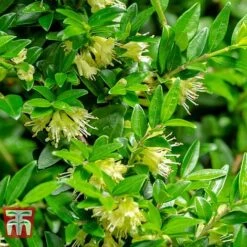 Lonicera Pileata -Perfect Greenery NEW 2018 Master