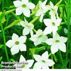 Nicotiana Alata -Perfect Greenery NICOTINANA AFFINS KC8067 A