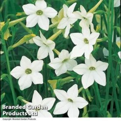 Nicotiana Alata -Perfect Greenery NICO AFFINIS U63062