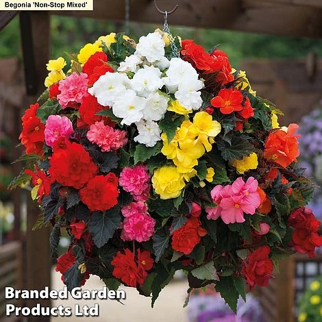 129 Bulb & Perennial Bumper Pack 7 129 Bulb & Perennial Bumper Pack - Image 5