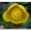 Nuphar Lutea (Deep Water Aquatic) -Perfect Greenery NUPH T78374 A h