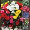 Nurserymans Choice Bedding Mix + 100g Incredibloom® + Nurserymans Choice Flower Seeds -Perfect Greenery NURS BED COLL1