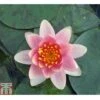 Nymphaea 'Aurora' (Deep Water Aquatic) 2 Nymphaea 'Aurora' (Deep Water Aquatic) -Perfect Greenery NYMP T78252 A h
