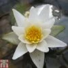 Nymphaea 'Pygmaea Alba' (Deep Water Aquatic) -Perfect Greenery NYMP T78300 A h