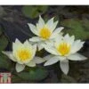 Nymphaea 'Pygmaea Helvola' (Deep Water Aquatic) -Perfect Greenery NYMP T78302 A h