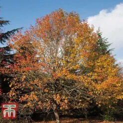 Nyssa Sylvatica 5 Nyssa Sylvatica -Perfect Greenery NYSS T66353 B