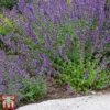 Nepeta X Faassenii 2 Nepeta X Faassenii -Perfect Greenery Nepeta