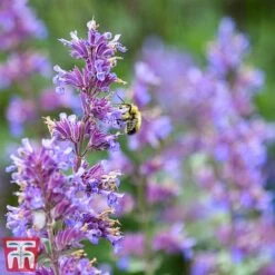 Nepeta X Faassenii -Perfect Greenery Nepeta2