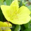 Oenothera Fruticosa 'Youngii' -Perfect Greenery OENO KC9122 A