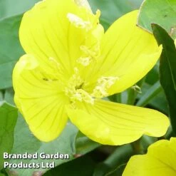 Oenothera Fruticosa 'Youngii' -Perfect Greenery OENO KC9122 B
