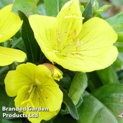 Oenothera Fruticosa 'Youngii' -Perfect Greenery OENO KC9122 C