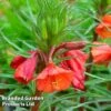 Oenothera 'Sunset Boulevard' -Perfect Greenery OENO KC9182 A