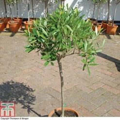 Olive Tree (Standard) 25 Olive Tree (Standard) -Perfect Greenery OLIV T45799 A