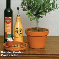 Olive Tree (Standard) 17 Olive Tree (Standard) -Perfect Greenery OLIV OLEAEUROP S25343