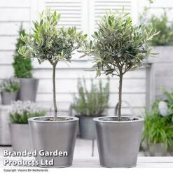 Olive Tree (Standard) 16 Olive Tree (Standard) -Perfect Greenery OLIV STANDARD H48248