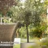 Olive Tree (Standard) -Perfect Greenery OLIV STANDARD L25239