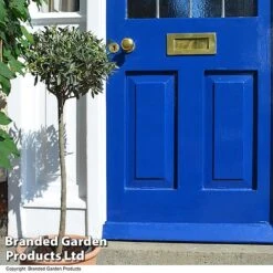 Olive Tree (Standard) 21 Olive Tree (Standard) -Perfect Greenery OLIV STANDARD T25341