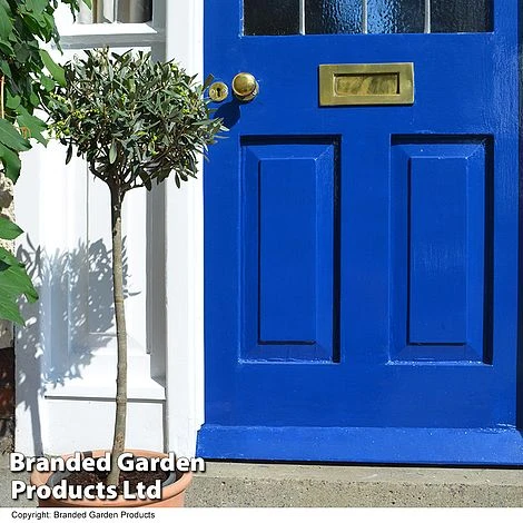 Olive Tree (Standard) 10 Olive Tree (Standard) - Image 8