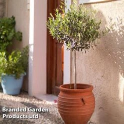 Olive Tree (Standard) 23 Olive Tree (Standard) -Perfect Greenery OLIV STANDARD W48247