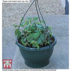 Petunia 'Frills & Spills'™ Mixed' Pre-Planted Basket -Perfect Greenery ORAN KB3430 CC4