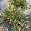 Orontium Aquaticum (Marginal Aquatic) -Perfect Greenery ORON T78384 A h