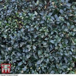 Osmanthus X Burkwoodii -Perfect Greenery OSMA T58216 D