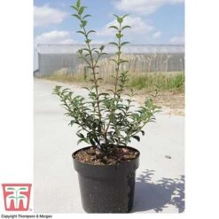Osmanthus X Burkwoodii -Perfect Greenery OSMA T58216 E