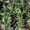 Osmanthus Delavayi -Perfect Greenery OSMA T63584 A