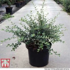 Osmanthus Delavayi -Perfect Greenery OSMA T63584 F1