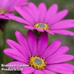 Osteospermum Blush Collection (Hardy) -Perfect Greenery OSTE INTHEPINK S504171