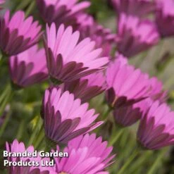 Osteospermum Blush Collection (Hardy) -Perfect Greenery OSTE INTHEPINK S504181
