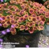 Osteospermum 'Dazzling Duo' -Perfect Greenery OSTE PURPLESUN T26156